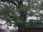 ܂܂̑ɕ{V{̃qn`VmL̓eʐ^1