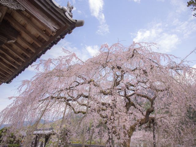 明王寺しだれ桜】アクセス・営業時間・料金情報 - じゃらんnet