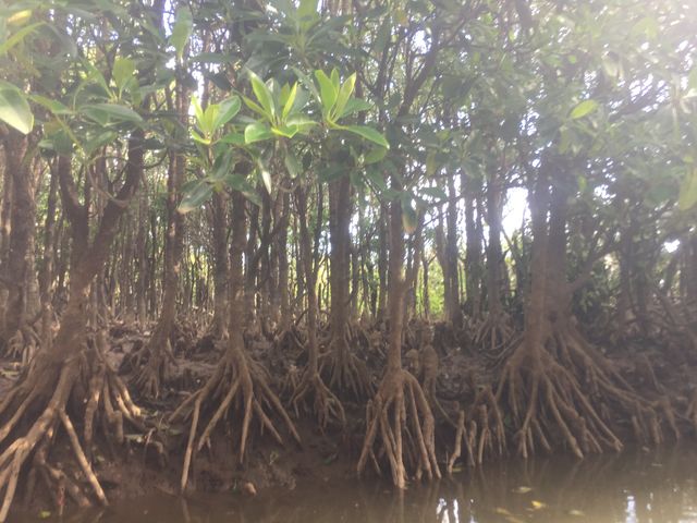 �}���O���[�u_���΂�G�R�t�B�[���h�@����