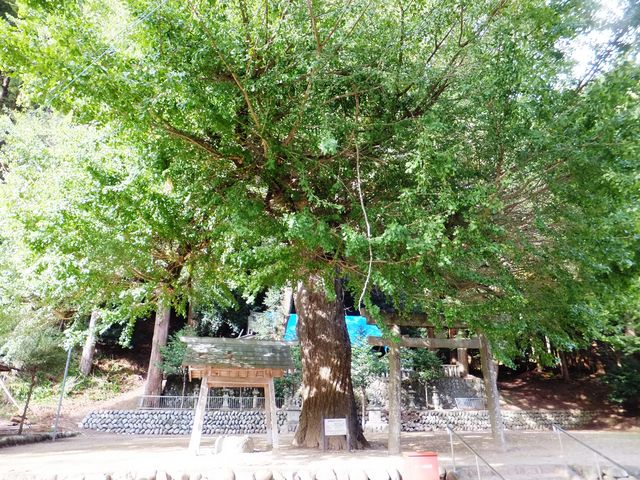 ���ڂ炳��̏t���_�Ёi�y�����j�̓��e�ʐ^1