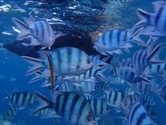 ̐̓A@Dive@ւ̓eʐ^1