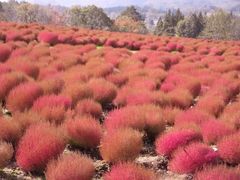 Ђ邪̃sNjbNK[f̎ʐ^2