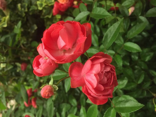 �m���뉀�ɂ͐F��ȃo�����炫�ւ��Ă��܂��B_���َs���C�M���X�̎���