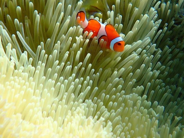 ���X����B�e_�ɗǕ����c�A�[�@�}�J�i