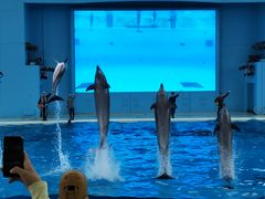 YG����̉��l�E���i���V�[�p���_�C�X�@�A�N�A���]�[�c�ւ̓��e�ʐ^1