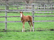 yosshy̐VTubh̓eʐ^4