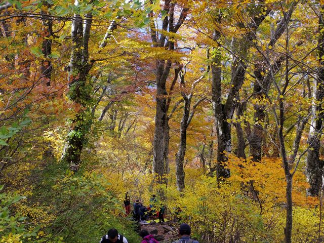 ��R�̃u�i�̌����тł��B(H30.10.28�B�e)_��R