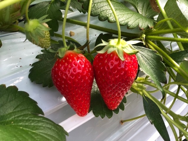 �Ƃ��Ă��傫�ȃC�`�S���鐶��_MIGAKI FARM(��ICHIGO WORLD)