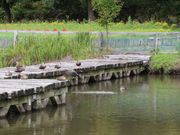 Ƃ񂳂̈vÔ_Ђ̓eʐ^2