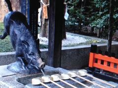 Ё[񂳂̌쉤_Ђւ̓eʐ^1