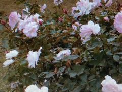 Ё[񂳂̐{{ւ̓eʐ^1