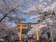 hirariさんの平野神社の投稿写真1