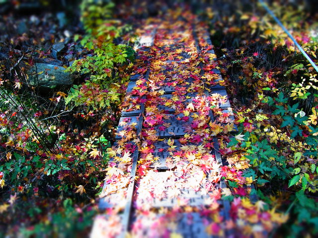 ���N�͍g�t�����܂�N�₩�ł͂Ȃ����������ł����A�ʂ�ꂽ�؂̋��͂Ƃ��Ă��Y��ł����B_�����k�J