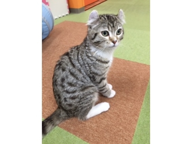 ՂՂ313̔LJtF neko̓eʐ^1