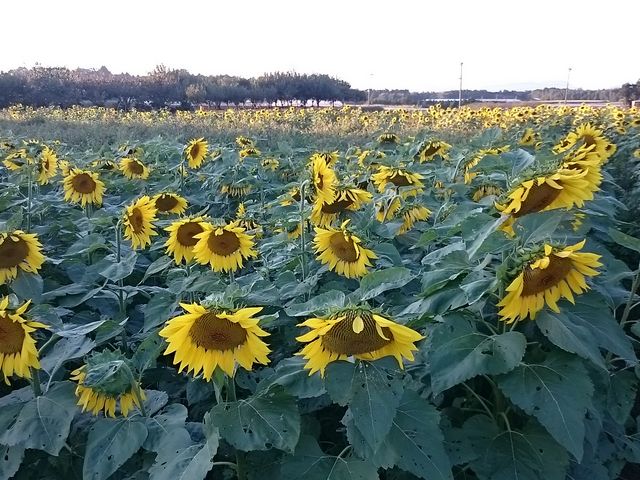 �Ђ܂����炢�Ă��܂���_���̉w ���u ���u���ӂꂠ���Z���^�[