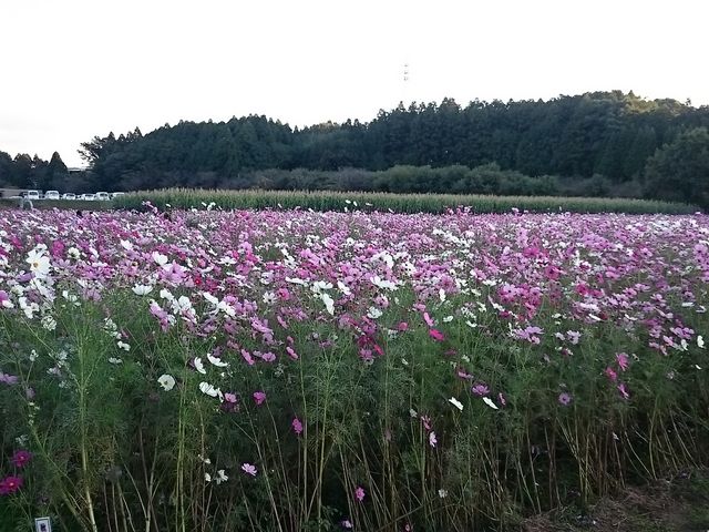 ԏ̉ɂ̓RXX_ersuӂꂠZ^[Hʊ