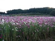 ܂܂̋ersuӂꂠZ^[Hʊق̓eʐ^2