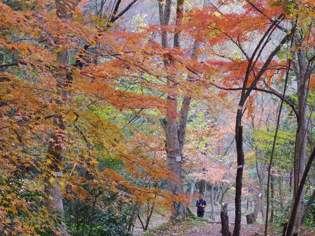 �e���L��(���̉�)�t�߁B��ˎs��̓��~�W������A����������I�ȕ��i�ɂȂ��Ă��܂��B_�i�q���m�R���p����