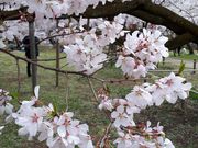 yuta̍隬̃^JgIRqKUN̓eʐ^1