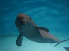 g̋{فu݂₶}vւ̓eʐ^1