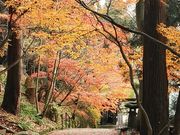 ڂ񂳂̎R̍gt̓eʐ^1