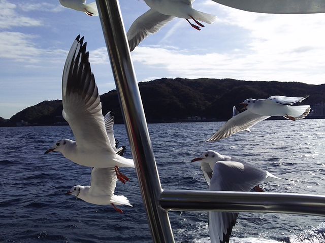 ߂̉a100~_CVD͂ЂۃCJEɓ}^E