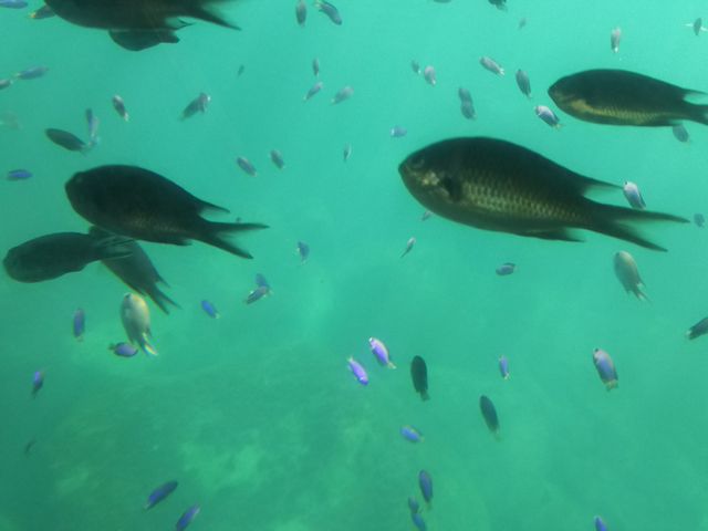 ȂȂ̊CVD͂ЂۃCJEɓ}^E̓eʐ^3