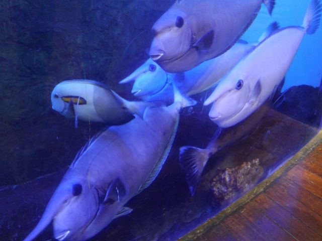 �吅���̃e���O�n�M�ɂ̓r�b�N�����܂����B�O�O�G_�x�C�T�C�h�v���C�X����
