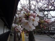 JoeBlack̑TъX̓eʐ^1