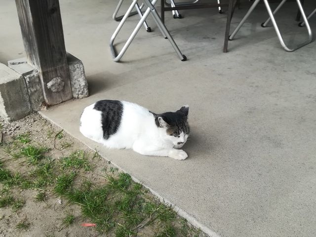 �L�W���̊ŔL_�O�t�̗� �c��������