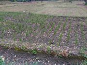 kuriyumi̓c[iΐyj̓eʐ^1