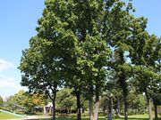 񂳂̉莺̃JV̓eʐ^2