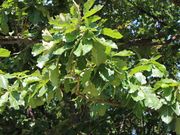 񂳂̉莺̃JV̓eʐ^3