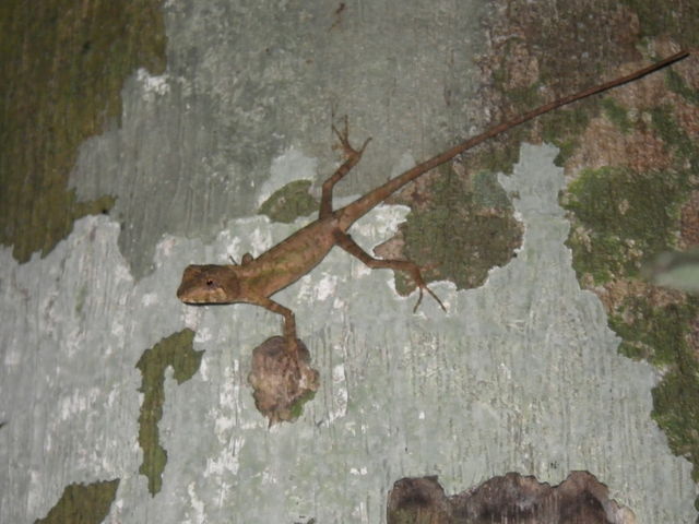 �Č��̃��G���}���V�Q��