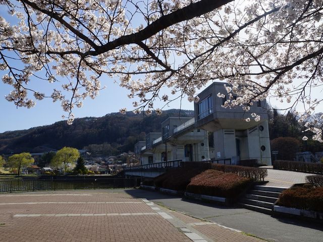 釜口水門の桜_岡谷湖畔公園