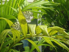 ���Y����̓�ʓ��Ί_��`�ւ̓��e�ʐ^1