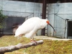 いしかわ動物園　トキ　ピンズ 住んでた頃でも行った事なかった “いしかわ動物園” に初めて行っ