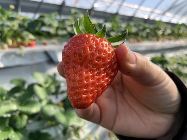 ����Ȃɑ傫���I_�`�m�m