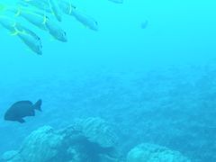 �u�Z�i�C�������̎ʐ^1