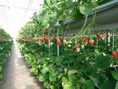 ̂񂳂̎RFUJIt[cp[Nւ̓eʐ^1