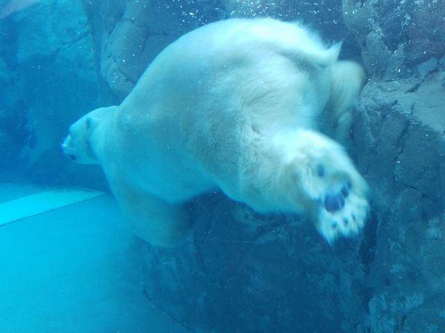 �V���N�}��_���R������