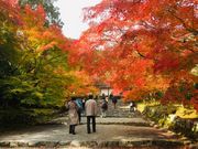 poporon̓񑸉@̓eʐ^5