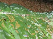 Ⴝ낤̉Η_Ђ̒fw̓eʐ^1