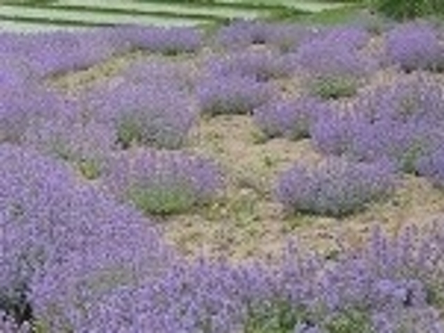 ���̏o����_���̏o����