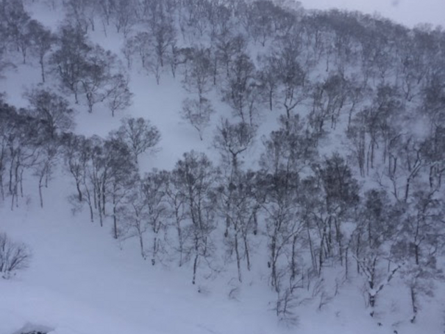 �i�F���Y��B_�j�Z�RHANAZONO���]�[�g