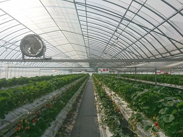 �n�E�X��_��J�t�@�[��