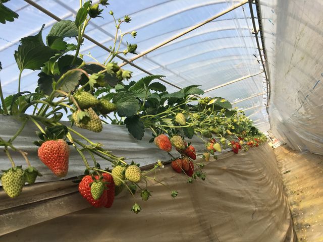 �[�����̒ʘH����r�I�Ԃ��C�`�S���c���Ă��I_�C�C�W�}�_��