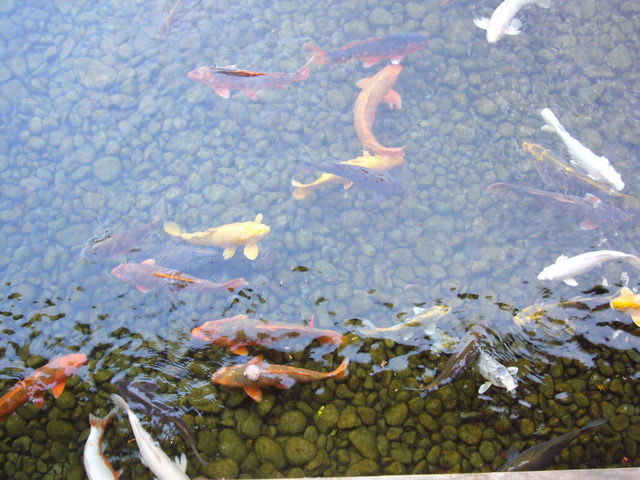 �r�̐����L���C_�F�������