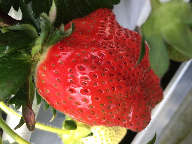 �嗱�I�Â��I
�������񂠂�܂����B_FARM�@LAB