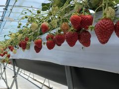 Ȃ񂳂̃x[Yt@ւ̓eʐ^1